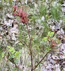 Rose rosette emaravirus