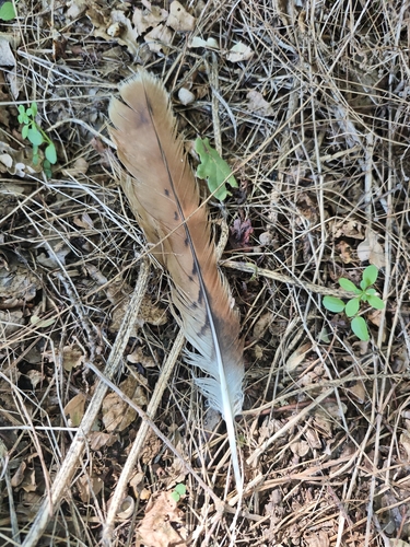 Plume de Milan royal