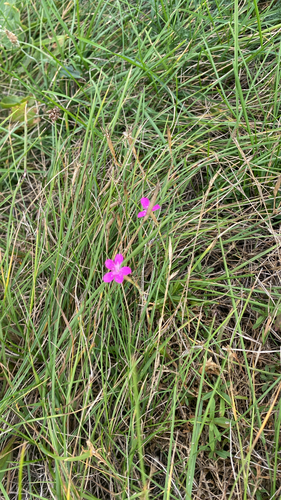 Maiden Pink