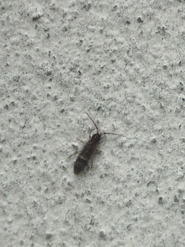 Belted Springtail