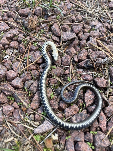 grass snake