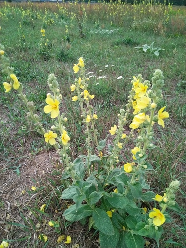 Orange Mullein