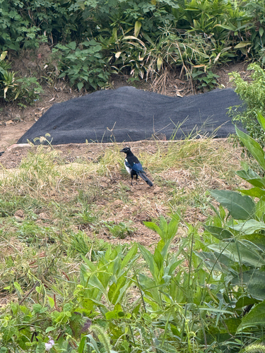 Oriental Magpie