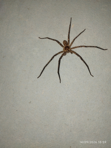 Pantropical Huntsman Spider