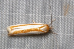 Xylorycta parabolella