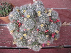 Mammillaria prolifera