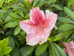 Choniastrum