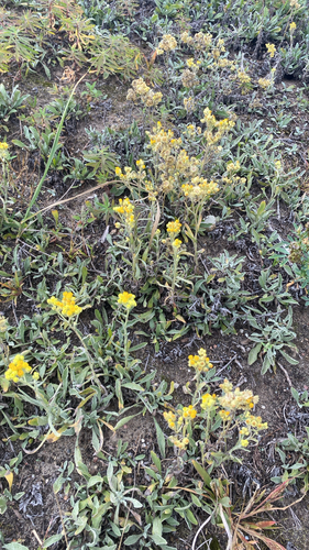 Dwarf Everlasting