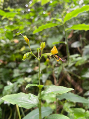 Aneilema aequinoctiale
