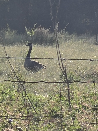 Canada Goose