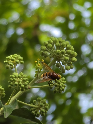 Hornet Mimic Hover Fly