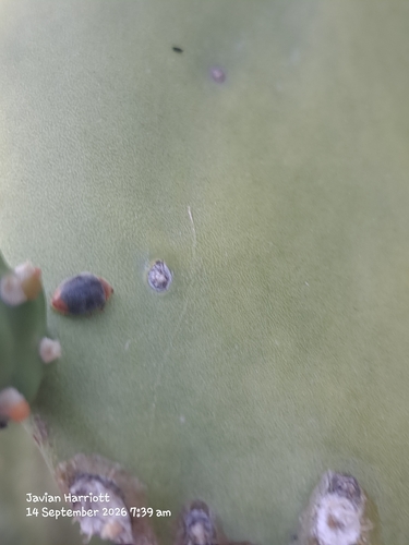 Mealybug Destroyer