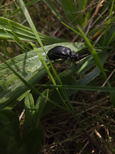 black-punctured leaf beetle