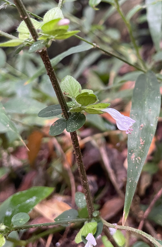 Dicliptera heterostegia, photograph 2