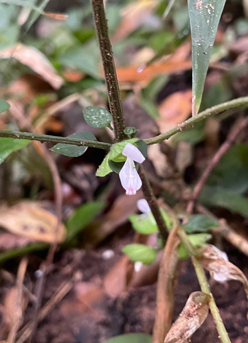 Dicliptera heterostegia