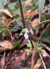 Dicliptera heterostegia