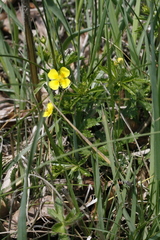 Potentilla erecta
