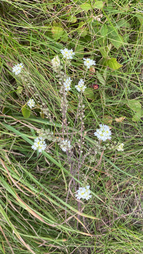 hoary alyssum