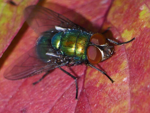 Illustrious Greenbottle Fly