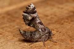 Hypographa phlegetonaria