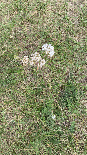 common yarrow