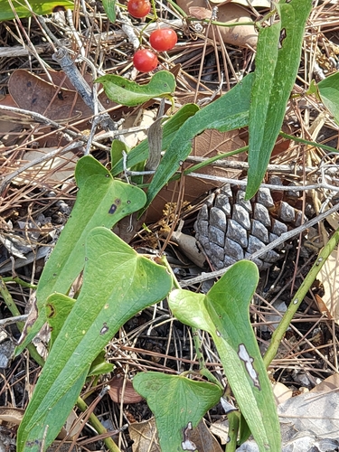 Smilax aspera, photograph 6