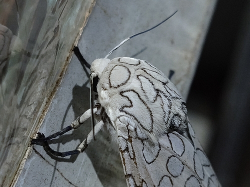 Hypercompe abdominalis