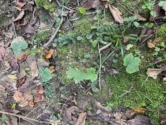 Ranunculus recurvatus, photograph (c) Tom Scavo, some rights reserved (CC BY)