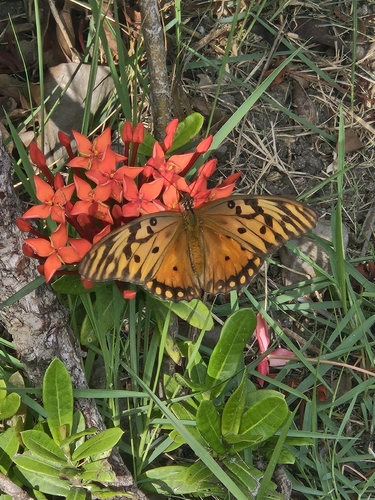 Caribbean Gulf Fritillary