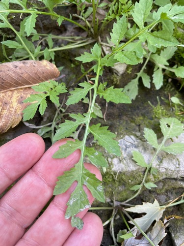 Rorippa sylvestris, photograph 6