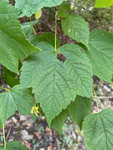 Acer spicatum, photograph 6