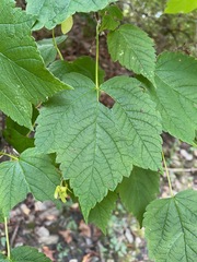 Acer spicatum, photograph (c) Tom Scavo, some rights reserved (CC BY)