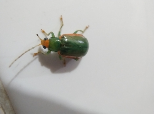 Diabrotica rufolimbata