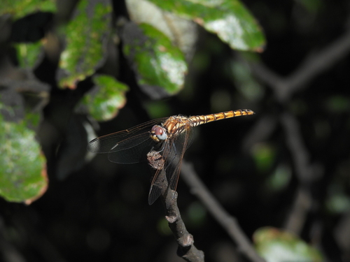 Violet Dropwing