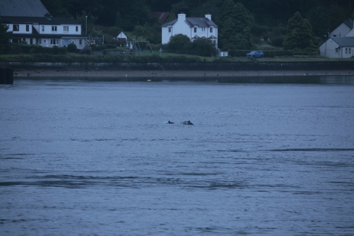 Common Porpoise observed by littlestag