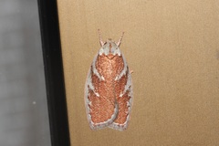 Euchaetis rhizobola