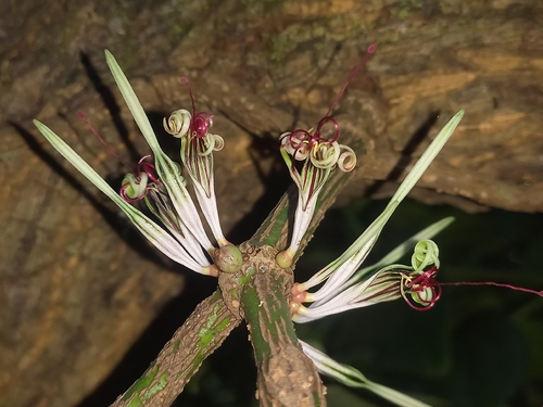 Helicanthes elastica