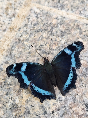 Blue Admiral