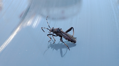 Camptopus lateralis