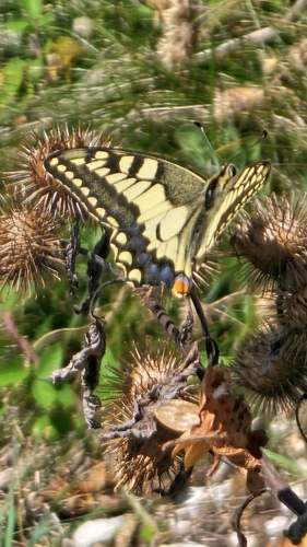 Old World Swallowtail
