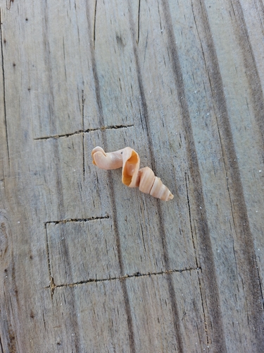 Vermicularia observed 2026-09-14