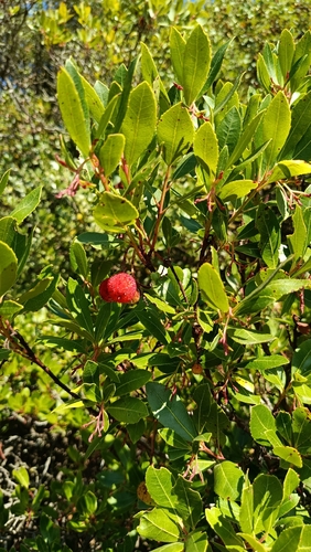 strawberry tree