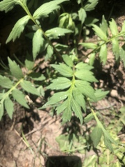 Hydrophyllum fendleri