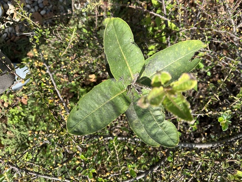 common milkweed
