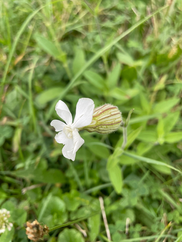 white campion
