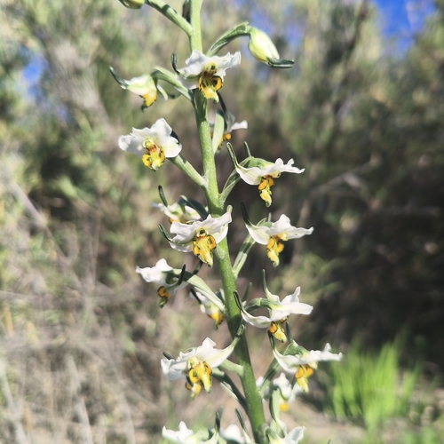Gavilea longibracteata