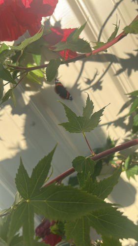 Red Admiral