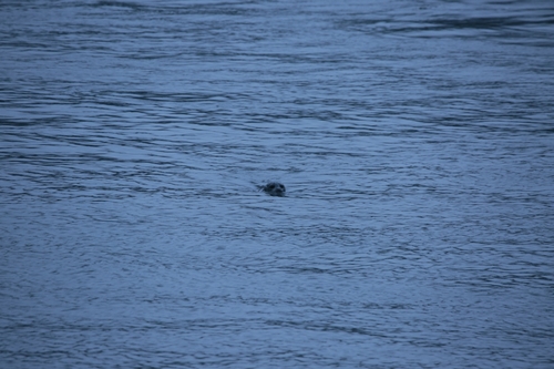 Harbor Seal