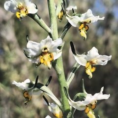 author not stated, no rights reserved Gavilea longibracteata, photograph author not stated, no rights reserved