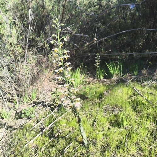 Gavilea longibracteata, photograph 2
